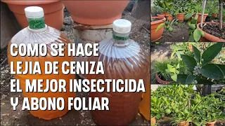 COMO hacer LEJIA DE CENIZA para lograr Miles de Frutos y cultivos son hongos y plagas