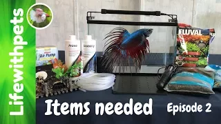 What Items are Needed for Setting Up a Betta Fish Tank (Episode 2)