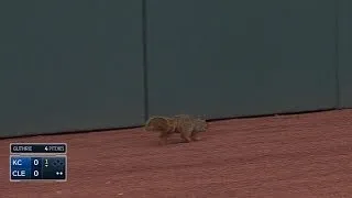 Squirrel on the field! Indians, Royals play on