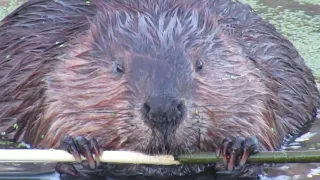 Watch This Extreme Close Up of a Beaver Chewing on a Branch