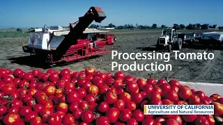 Processing Tomato Production in California