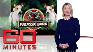 Jurassic bark: Part two - Pet owners spending $135,000 to clone their dogs | 60 Minutes Australia