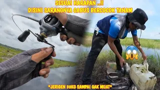 DISINI KERAJAAN GABUS..!! TEMPATNYA MEREKA BERCOCOK TANAM, UMPAN DILEMPAR LANGSUNG DIHAJAR