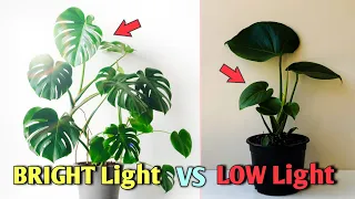 3 HACKS of INDOOR Plant Lighting That NEVER Told! - How Much Sunlight Plants Need