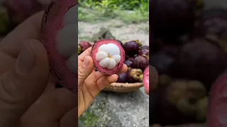 Enjoy beautiful natural  furit#shortvideo #gardening #satisfying #fruit 🍒🫐🍓🍇