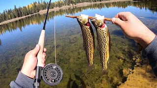 FALL IS HERE!! Exploring and Fishing High Alpine Lakes for Trout!! (Catch & Cook)