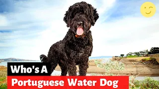 Which Dog Breed is a Portuguese Water Dog? What's so special about them?