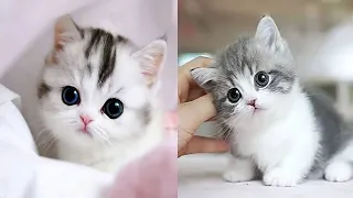 Baby Cats - Cute and Funny Cat Videos Compilation #2|Chocolaty Animals