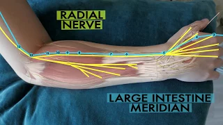 The scientific basis of acupuncture meridians