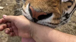 Тигр Ройс пробует на вкус!)the tiger is tasting