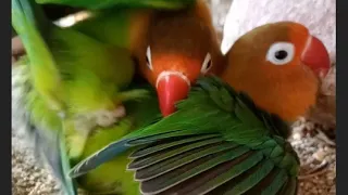 lovebirds mating season 🦜 lovebirds mating rituals