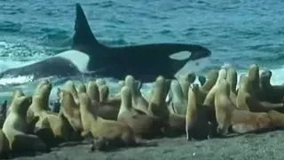 Killer Whales vs Sea Lions | Attenborough: Trials of Life | BBC Earth