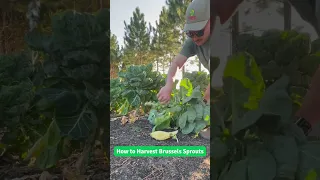 How to Harvest Brussels Sprouts