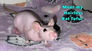 Meet Tofu, My First Hairless Rat!
