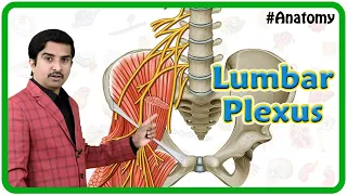 Lumbar Plexus Anatomy Animation : Origi, Branches and innervation | USMLE Review