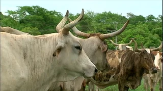 Pesquisadores trabalham para salvar gado pantaneiro da extinção