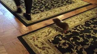 Guinea pigs jumping over the lava (viewed from above)