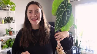 Unboxing Houseplants From Indonesia! | Aroid Market Unboxing & Review