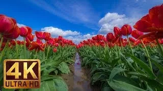 The Best Documentary Ever - 4K Flowers 2 Hours Relax Video Skagit Valley Tulip Festival, WA State Ep