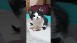 🐾🤗 "Notice Me!" Adorable Rescued Kitten Tries to Win Over Resident Cat 😸 Compilation #shorts