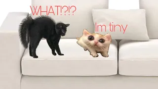 Funny cats part...6!😍❤️🐈🐈‍⬛(if u love cats give follow or like!!)🐱