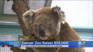 Denver Zoo Raises $55,000 For Australia Fire Relief