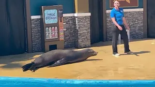 Sea lion show part 3 live in seaworld San Diego