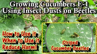 Growing Cucumbers: Using Dusts on Damaging Beetles & Other Insects - Reducing Bee Harm & Prevention