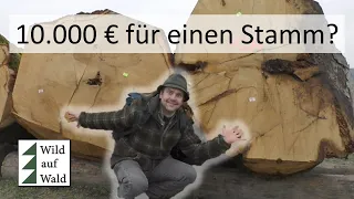 🌲Rekordpreise €€ für Rundholz! #wildaufwald