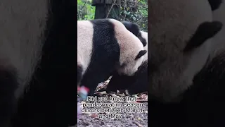 1 Minute Panda. Panda mating is Not easy! #panda #cuteanimals #cutepanda #funnypanda #funnyanimals