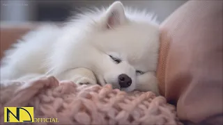 20 HOURS of Dog Sleep Dog Calming Music🐶🎵Anti Separation Anxiety Relief🐶🎵Dog TV Music 💖🎵 NadanMusic
