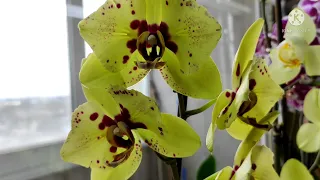 Цветение орхидей моей коллекции✨🌺✨. Обзор ещё одного окошка с орхидеями💖