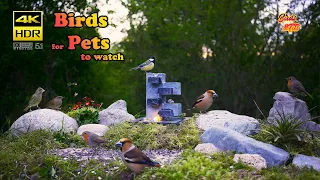 Birds: For Pets to watch - 4K HDR - CATs tv