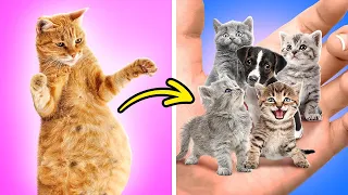 Encontre o Impostor! 🥸🤯 Melhores dicas e DIYs para pais de animais de estimação