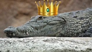 King K Rool Lore