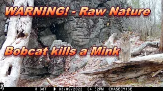 WARNING!!!! Maine Bobcat Kills a Mink ~ Raw Nature