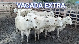 FEIRA DE GADO EM CARUARU-PE DIA 14/05/2024