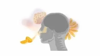 Science Bulletins: Brain Evolution—The Sweet Smell of Success