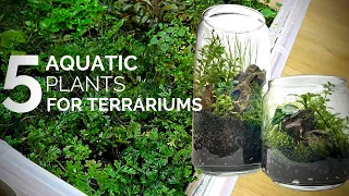 5 Aquatic plants that work and look great in terrariums