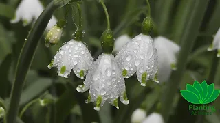White Snowdrop Flowers |White Snowdrop Flowers
