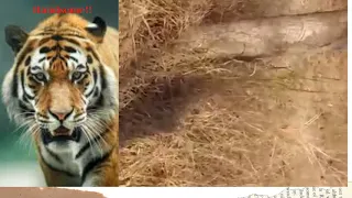 Handsome tiger Khursapar gate | Don't Miss The End