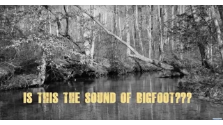 Alabama Bigfoot Is this a Bigfoot yell?