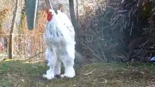 15 Weirdest Chicken Breeds You Won't Believe Actually Exist