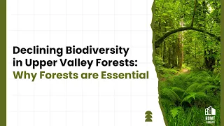 Declining Biodiversity in Vermont and New Hampshire Forests, Part I: Why Forests are Essential