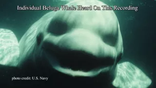 White Whale Speaks Human
