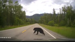 Caught on Tape: Black bear vs vehicle in the Swan Valley