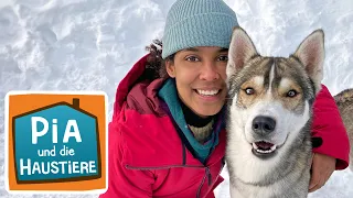 Sibirischer Husky | Information für Kinder | Pia und die Haustiere