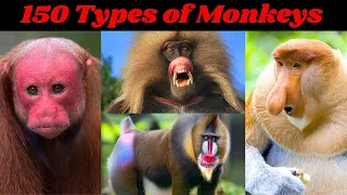 All Types of Monkeys in the World | Guess the 150 Monkeys' Species | Strange Monkeys in the World