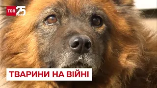 🐶🐱 Тварини на війні: історії чотирилапих, які вразили світ своєю "людяністю" – ТСН