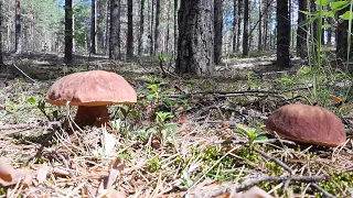 Поехали за МХОМ, а нашли поляну ГРИБОВ и Объелись Черники. Белые грибы 2022.  Грибы